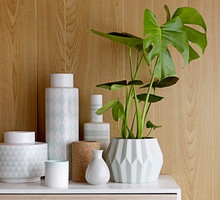 Monstera - popularny kwiat doniczkowy