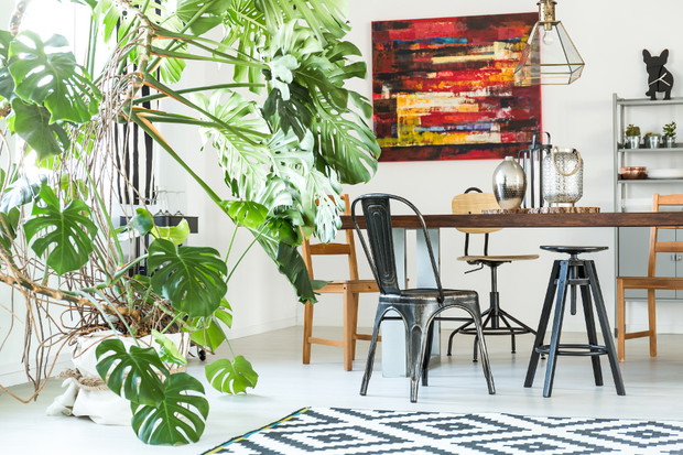 Monstera - popularny kwiat doniczkowy