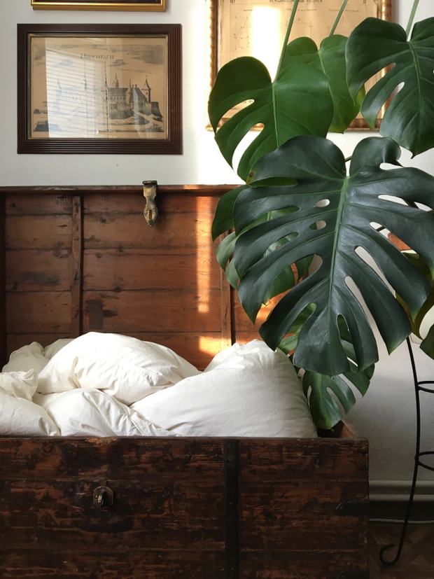 Monstera - popularny kwiat doniczkowy