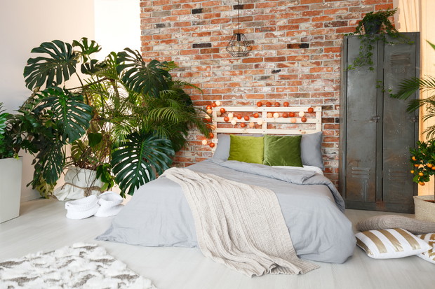 Monstera - popularny kwiat doniczkowy