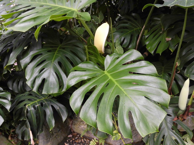 Monstera - popularny kwiat doniczkowy