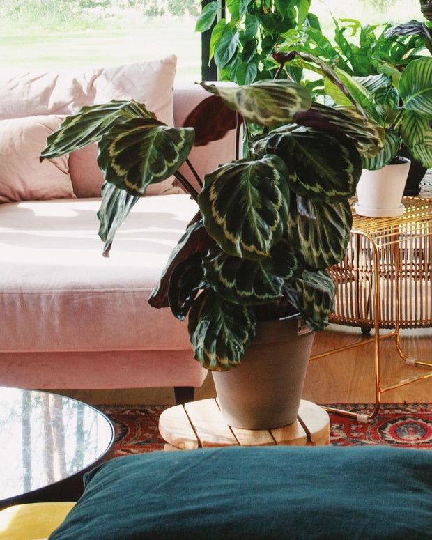 Calathea 'Medallion'