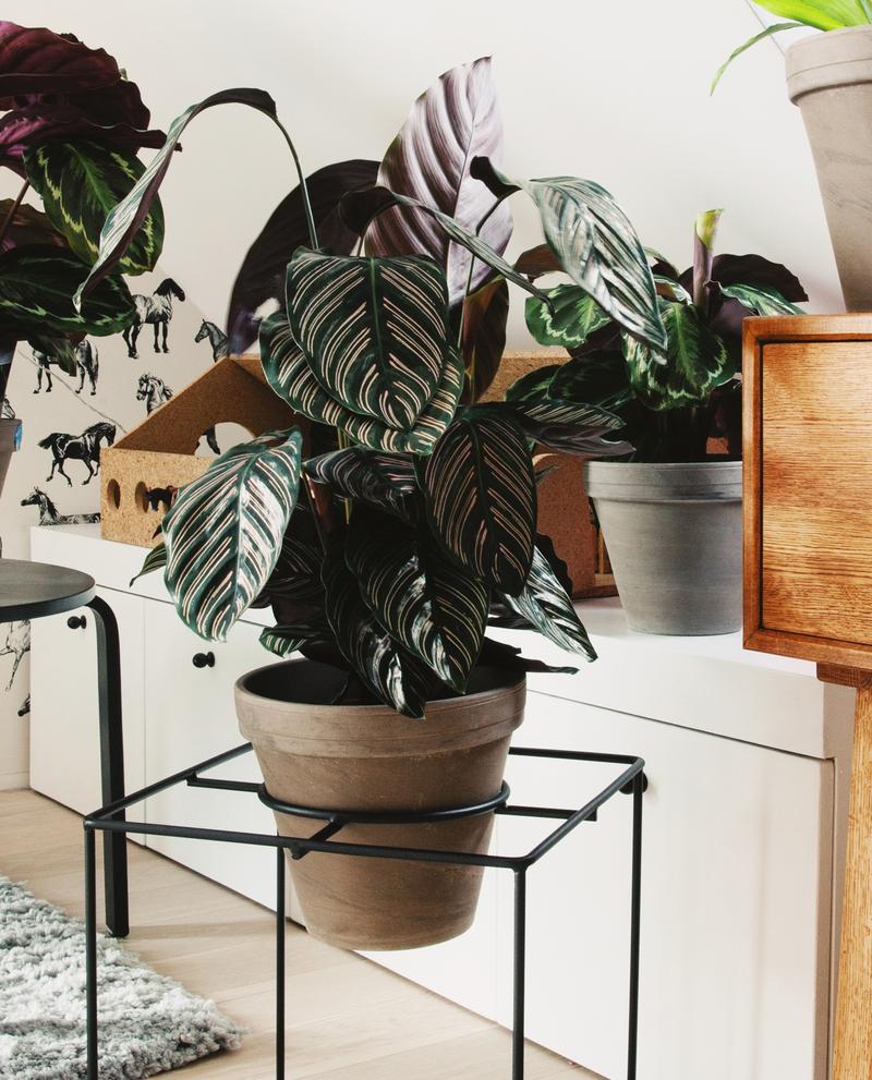 Calathea 'Sanderiana'