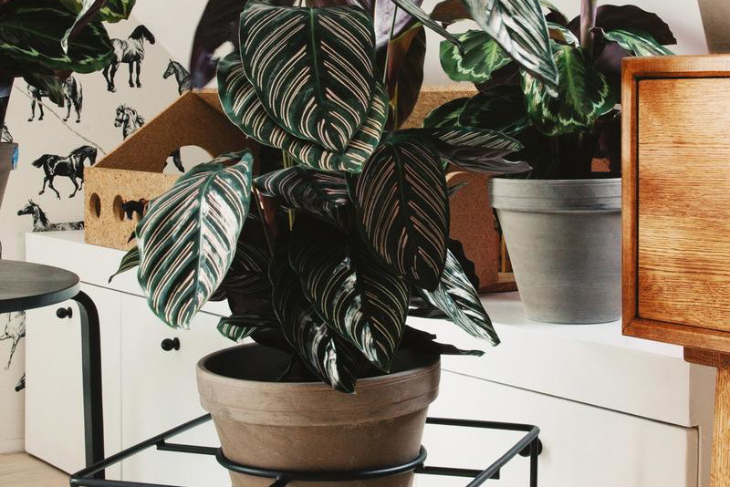 Calathea 'Sanderiana'
