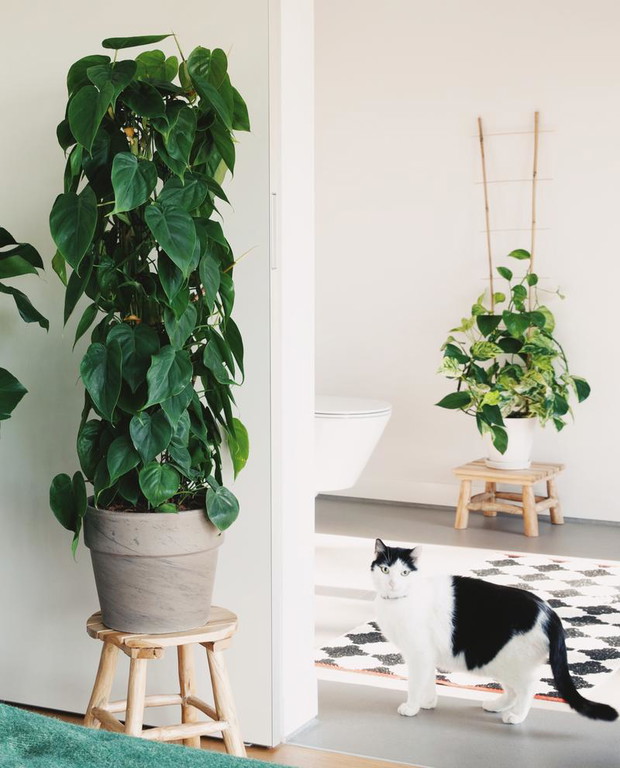 Philodendron scandens