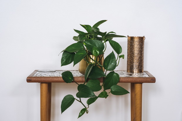 Epipremnum złociste, fot. Shutterstock
