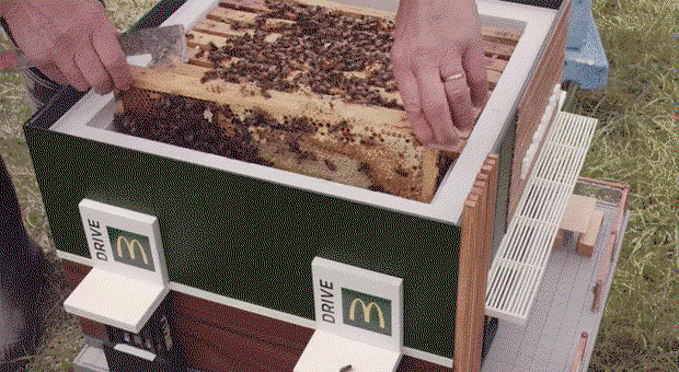 Najmniejszy McDonald's - ul McHive