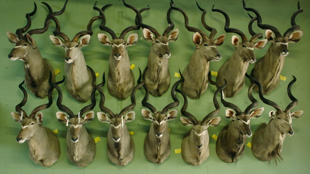 Safari Ulrich Seidl