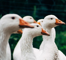 Foie gras zakazane w Nowym Jorku