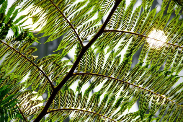 The Spheres, biuro Amazon w Seattle