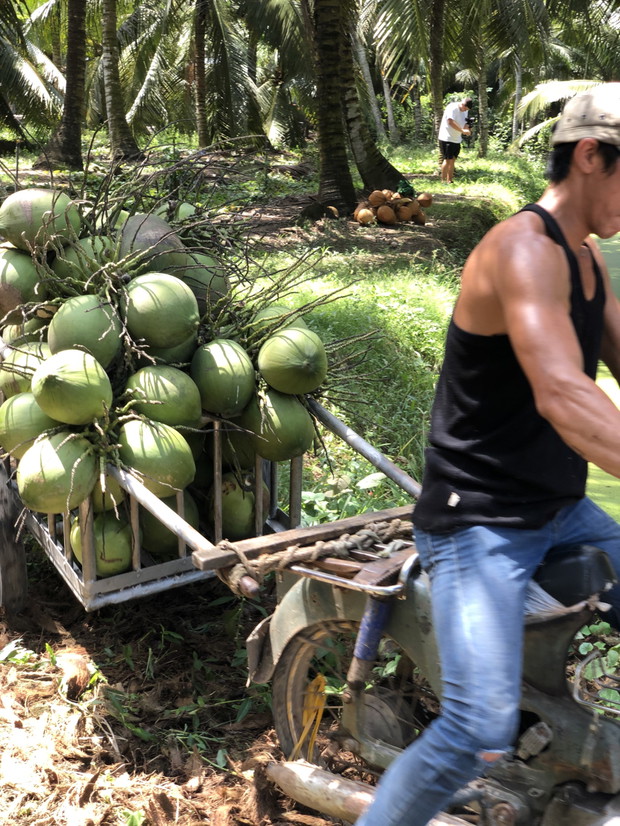 Coconaut w Wietnamie