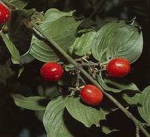 Dereń
