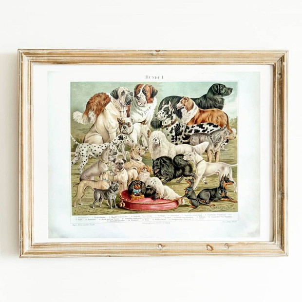Psia rycina od Vintage Print Seekers