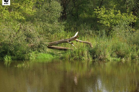 Rzeka Urzeka - Tydzień Rzek WWF