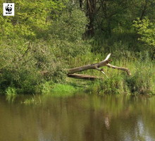 Rzeka Urzeka - Tydzień Rzek WWF