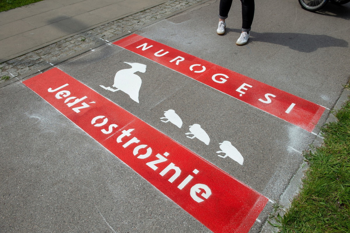 Przejście dla nurogęsi, realizacja Zarząd Zarząd Dróg Miejskich w Warszawie