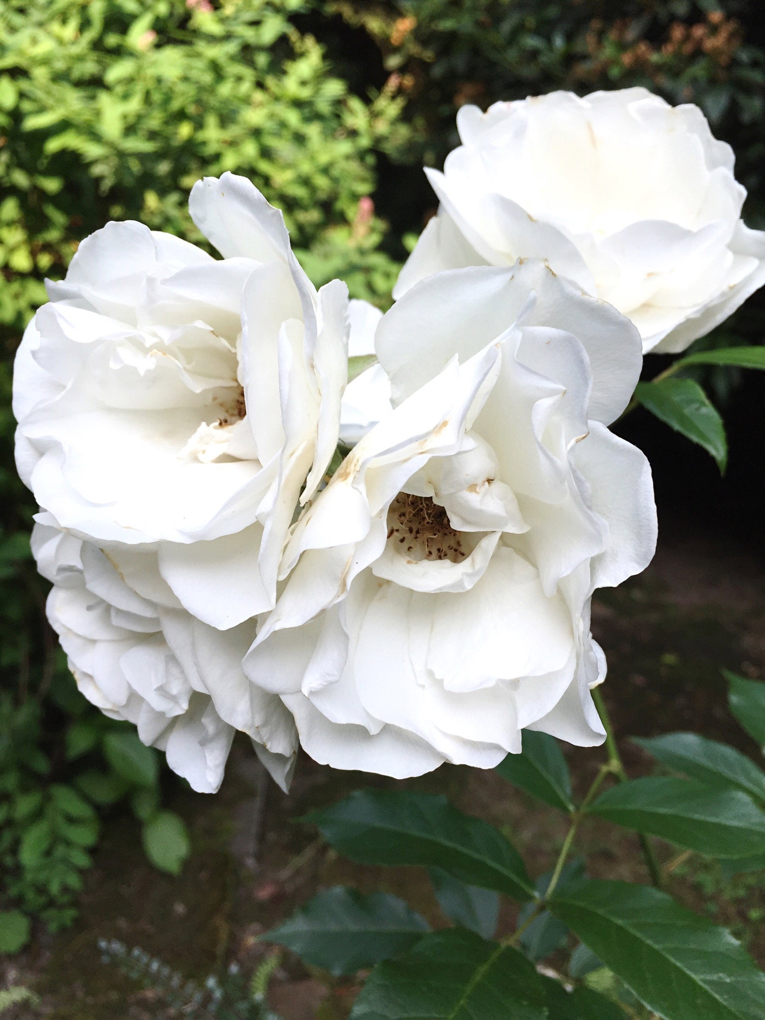 Gardenia