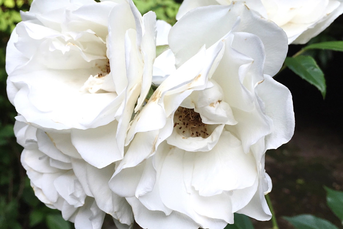 Gardenia