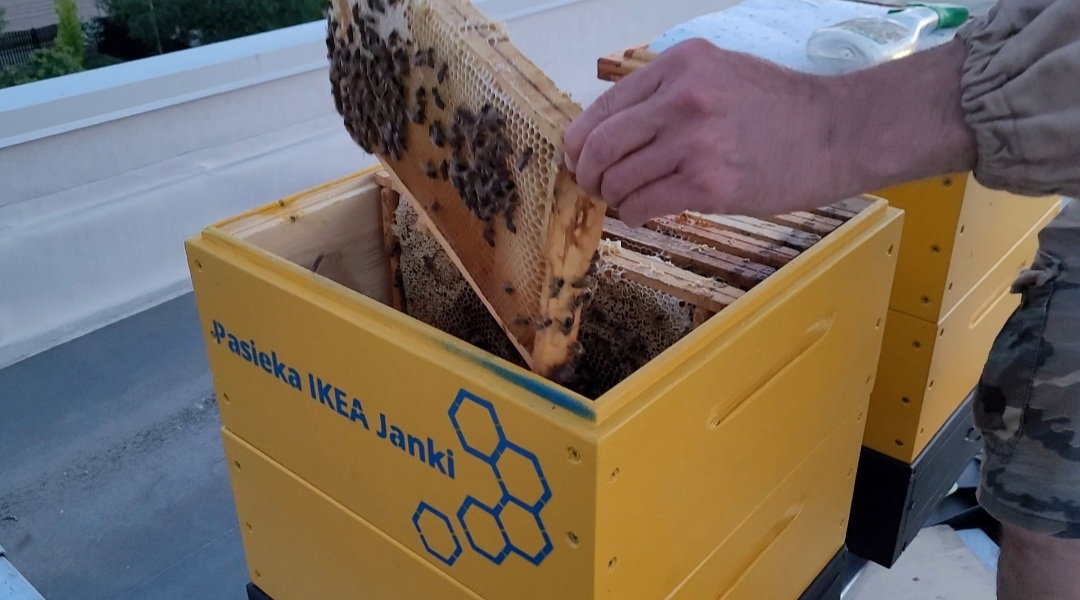 Pszczoły na dachu IKEA Janki