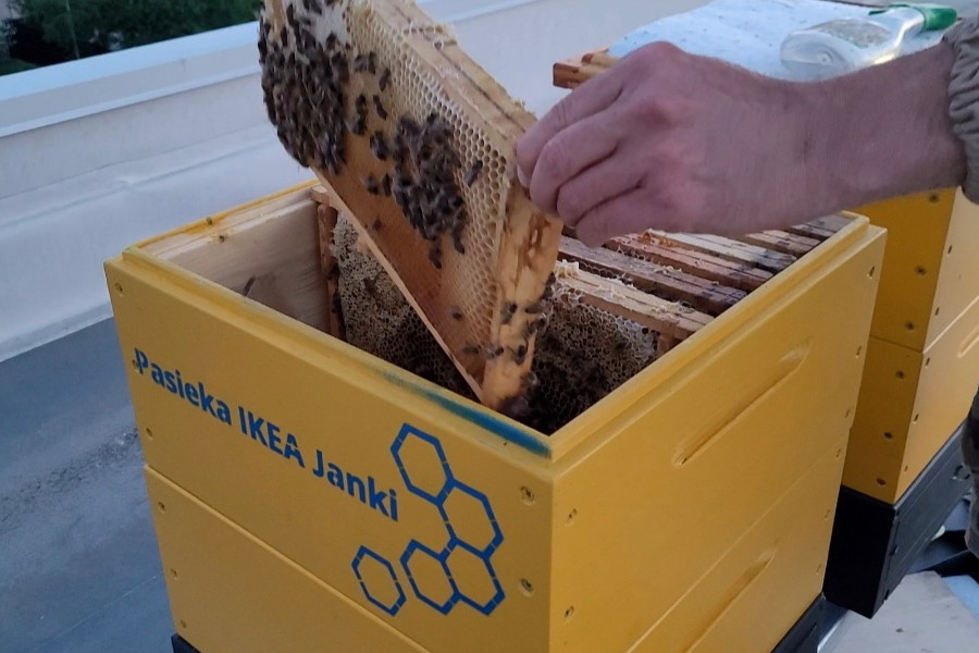 Pszczoły na dachu IKEA Janki