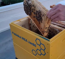 Pszczoły na dachu IKEA Janki
