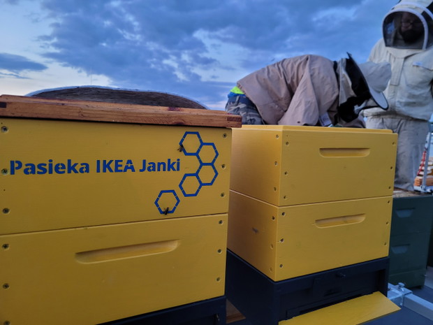 Pszczoły na dachu IKEA Janki