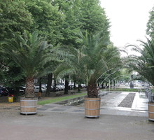Palmy w Gliwicach