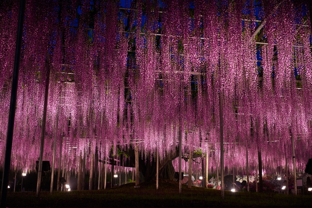 Night Wisteria