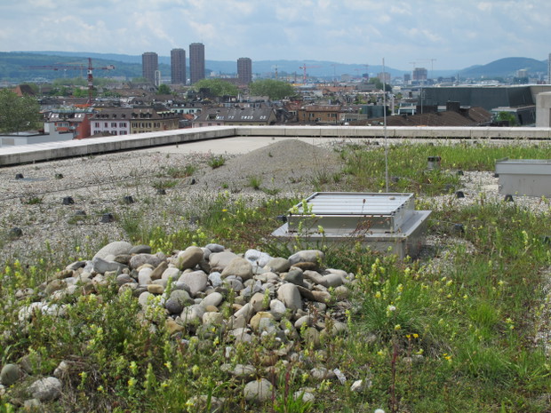 Zielone Dachy w Zurychu Grün Stadt Zürich, Naturberatung und Stadtökologie