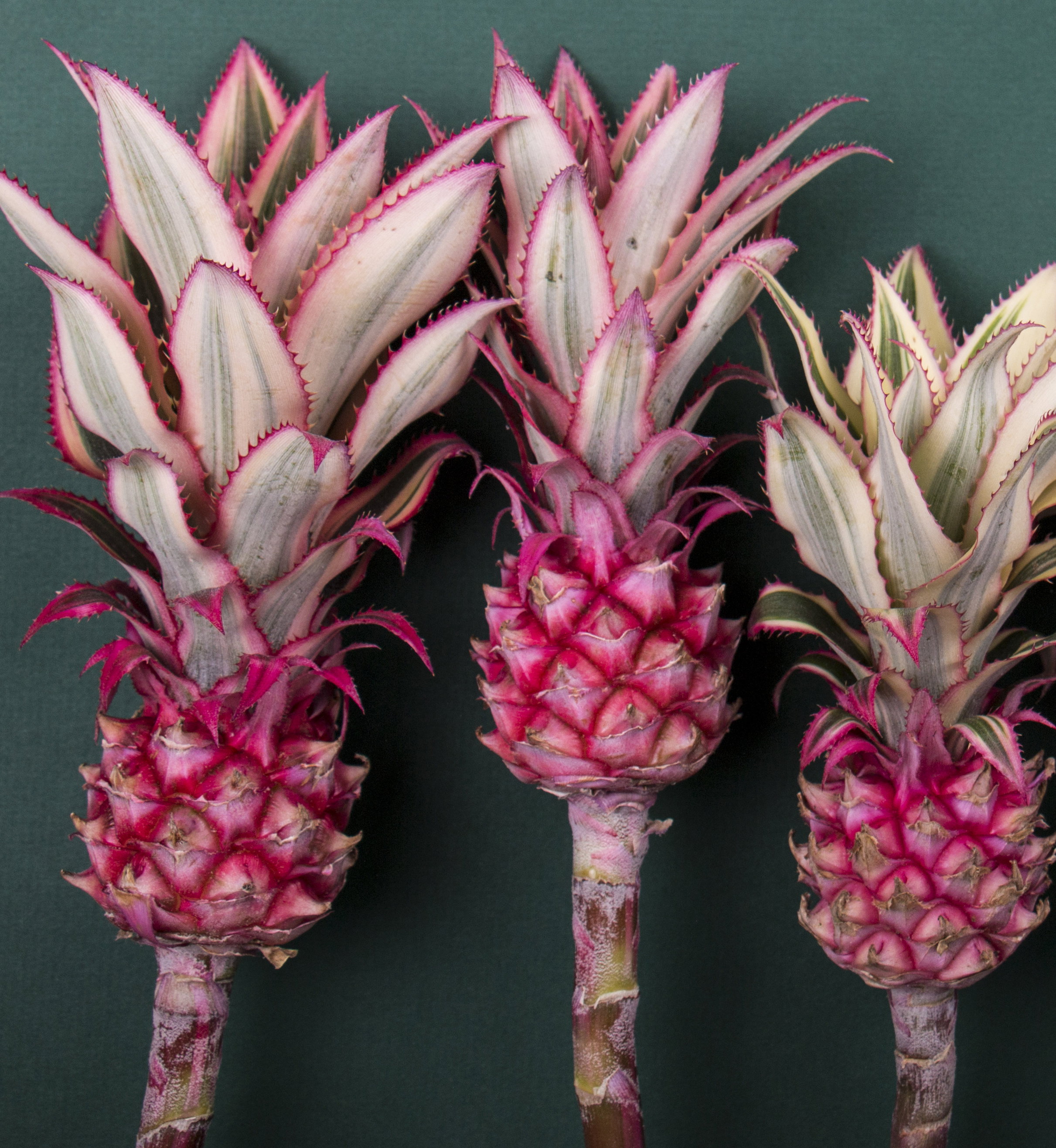 Różowy ananas - to będzie najmodniejszy owoc tego roku? fot. Fotolia