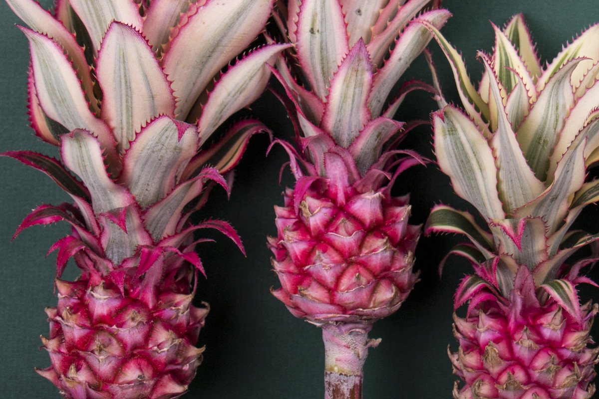 Różowy ananas - to będzie najmodniejszy owoc tego roku? fot. Fotolia