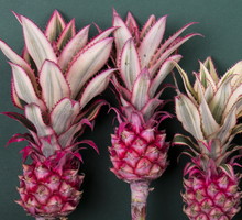 Różowy ananas - to będzie najmodniejszy owoc tego roku? fot. Fotolia