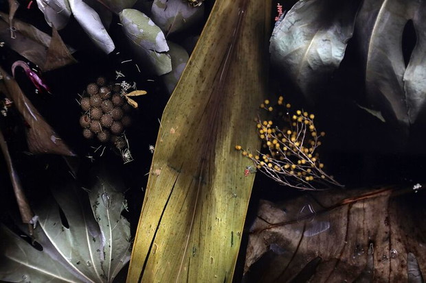 Marcin Rusak Flora Collection