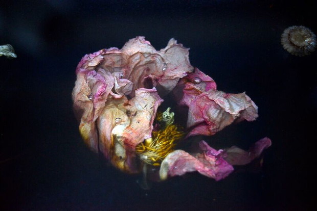 Marcin Rusak Flora Collection