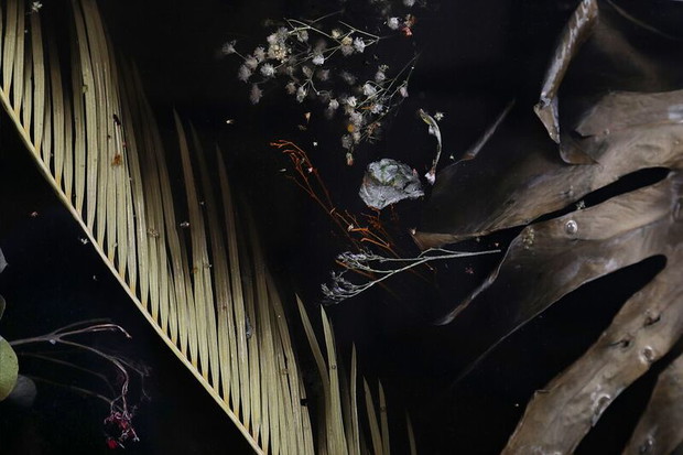 Marcin Rusak Flora Collection