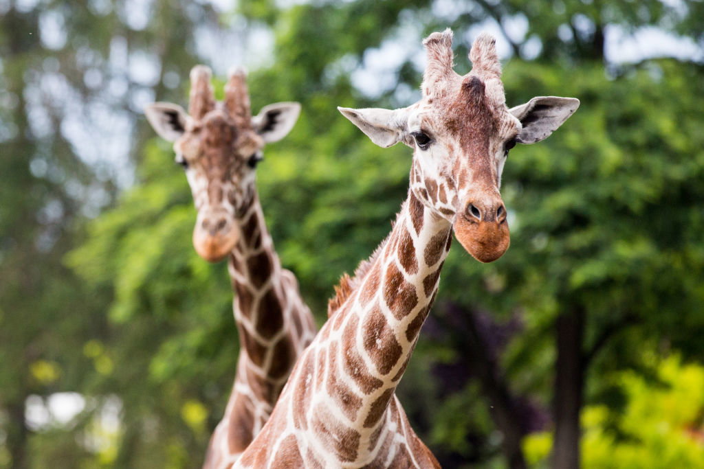 Żyrafy we wrocławskim ZOO
