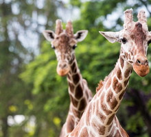 Żyrafy we wrocławskim ZOO