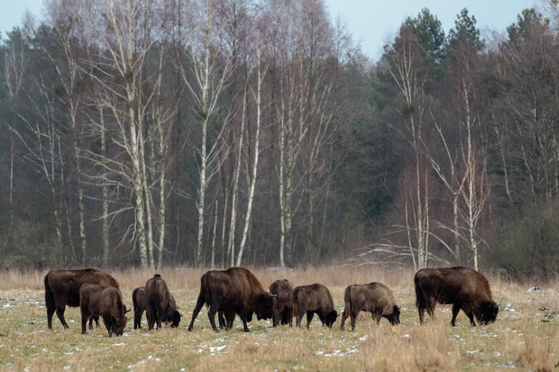 Białowieża