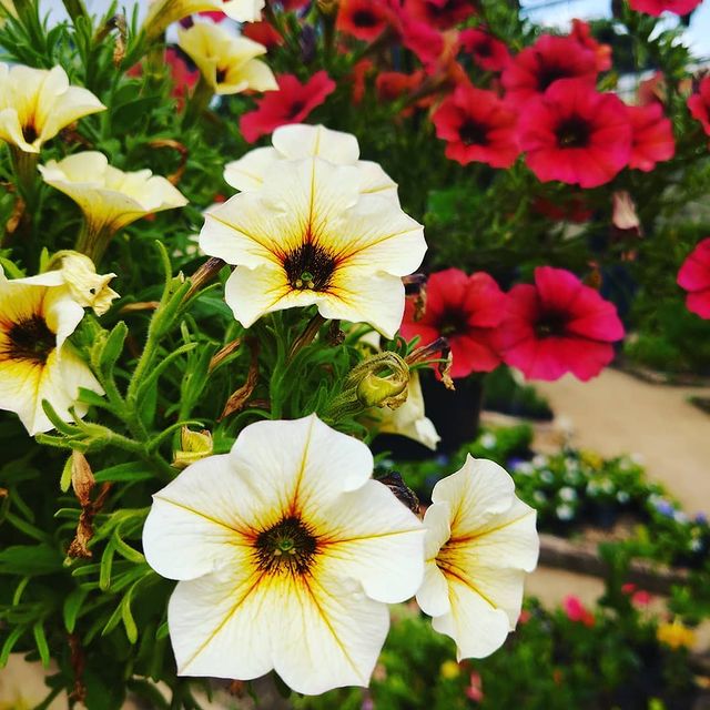 Petunia