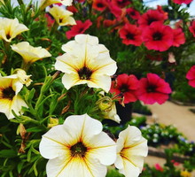 Petunia