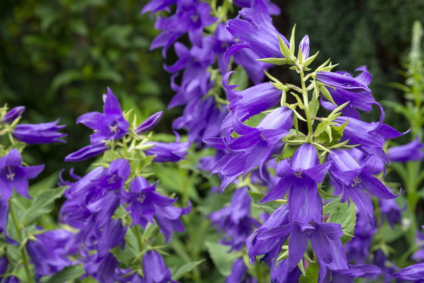 Campanula Latifolia 'Brantwood' flowering in mid summer