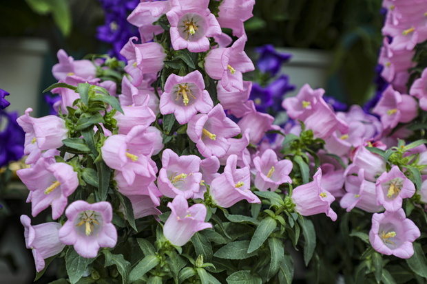 Canterbury bells, Campanula medium