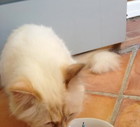Karl Lagerfeld czy Choupette - kto jest większą gwiazdą?