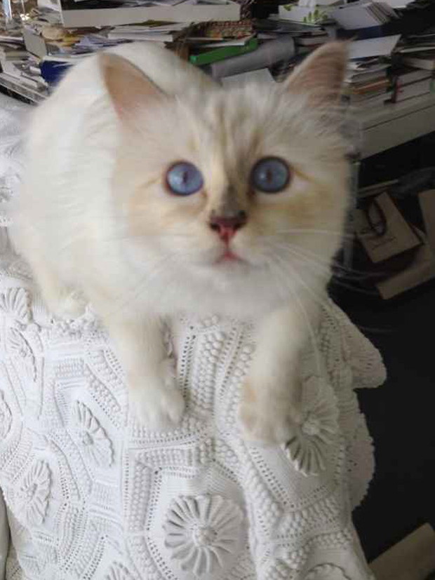 Karl Lagerfeld czy Choupette - kto jest większą gwiazdą?