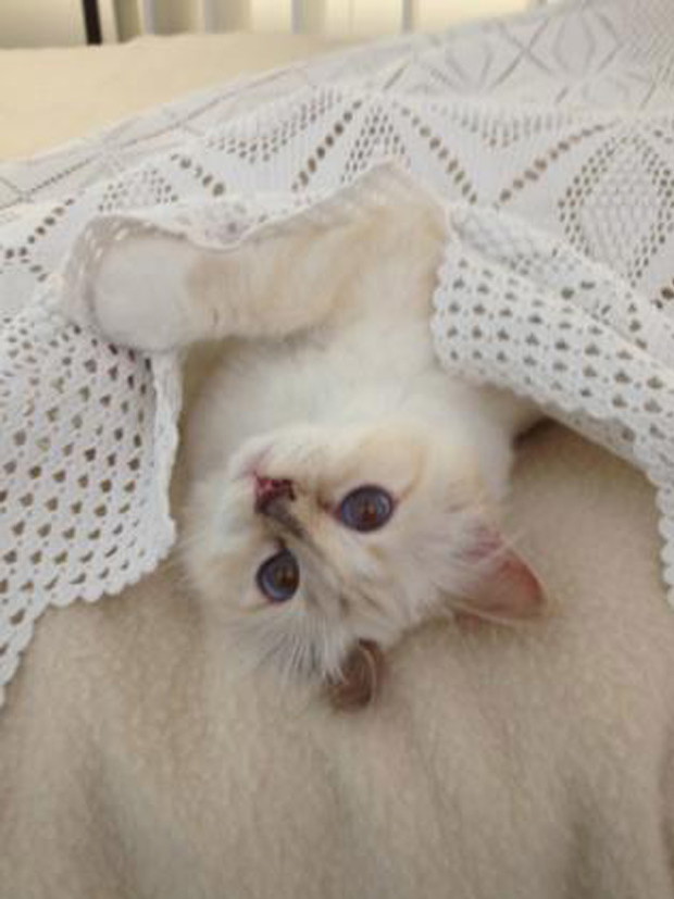 Karl Lagerfeld czy Choupette - kto jest większą gwiazdą?
