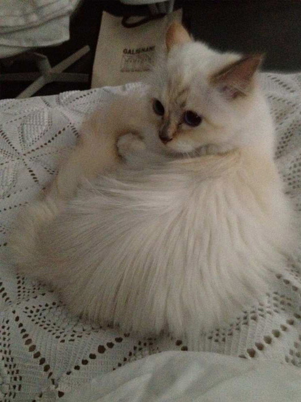 Karl Lagerfeld czy Choupette - kto jest większą gwiazdą?