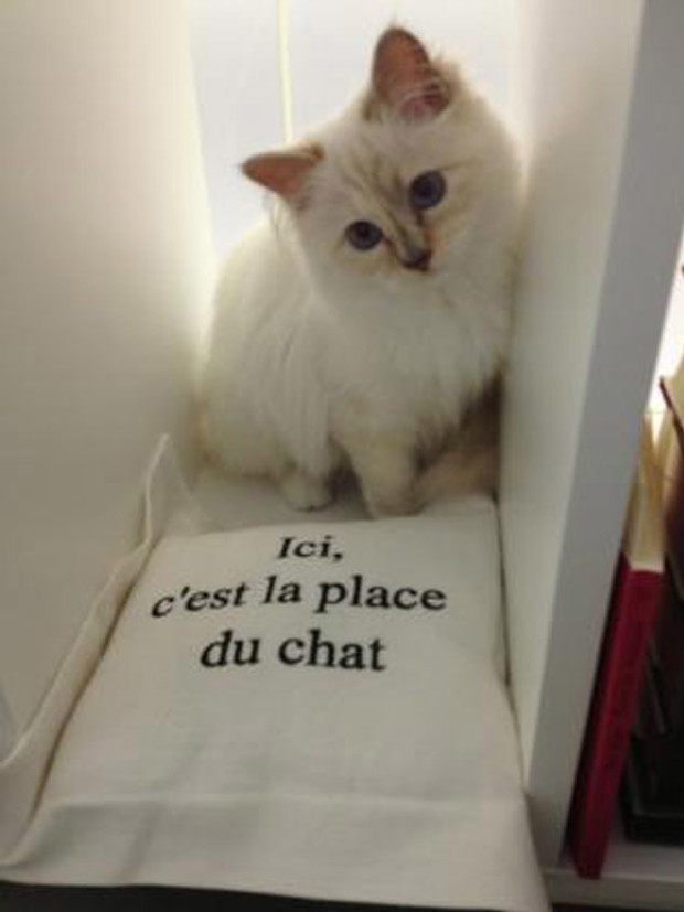 Karl Lagerfeld czy Choupette - kto jest większą gwiazdą?