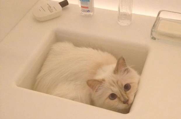Karl Lagerfeld czy Choupette - kto jest większą gwiazdą?
