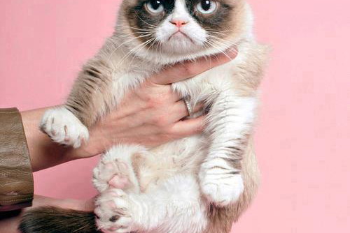 Nowy mem - Grumpy Cat w kampanii Prady, przeróbka zdjęcia Elizabeth Renstrom dla TIME