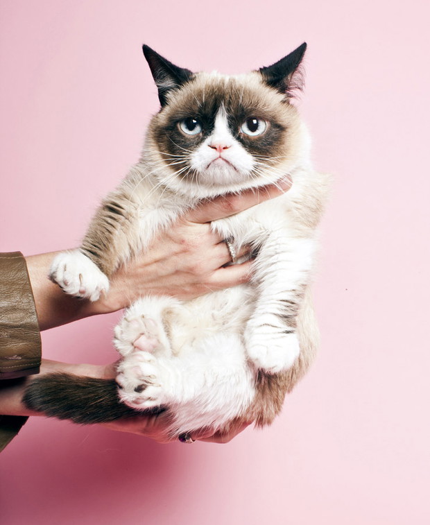 Sesja Grumpy Cat w redakcji TIME, fot. Elizabeth Renstrom/ time